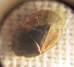 Microporus