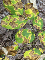 Phytomyza aralivora