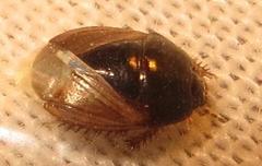 Microporus