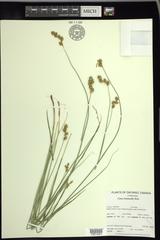 Carex bicknellii