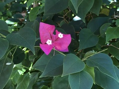 Bougainvillea