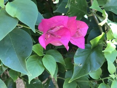 Bougainvillea