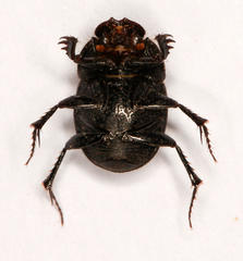 Onthophagini