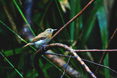 Cyornis pallidipes