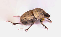 Onthophagini