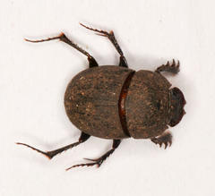Onthophagini