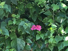 Bougainvillea