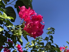 Bougainvillea