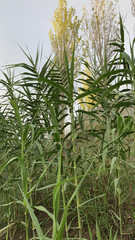 Arundo donax