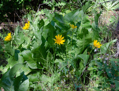 Wyethia glabra