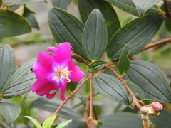 Andesanthus