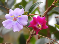Andesanthus