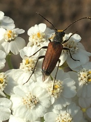 Anastrangalia sanguinea