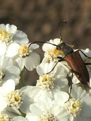 Anastrangalia sanguinea