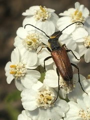 Anastrangalia sanguinea