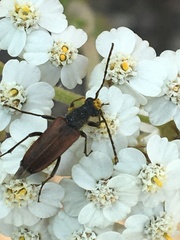 Anastrangalia sanguinea
