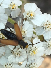 Anastrangalia sanguinea