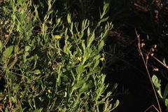 Osteospermum ciliatum