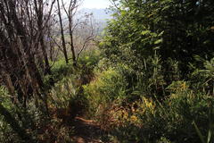 Osteospermum ciliatum