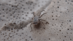 Allocaeculus catalanus