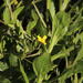 Osteospermum ciliatum - Photo (c) Tony Rebelo, algunos derechos reservados (CC BY-SA), uploaded by Tony Rebelo