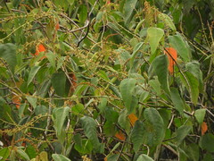 Croton magdalenensis