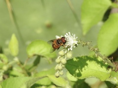 Palpada vinetorum