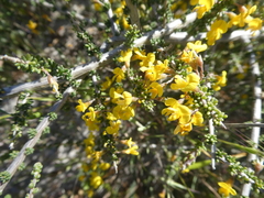 Aspalathus divaricata divaricata