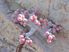 Crassothonna clavifolia