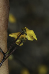 Nemesia pinnata