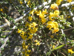 Aspalathus divaricata divaricata