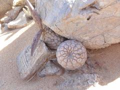 Larryleachia marlothii