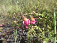 Hermannia heterophylla