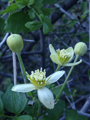 Clematis