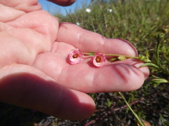 Hermannia heterophylla
