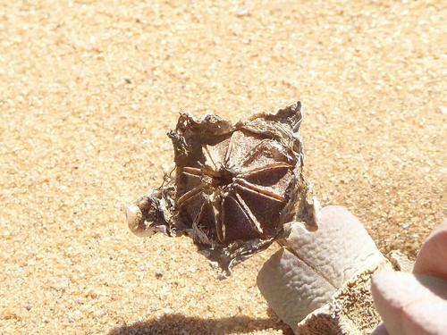 Cheiridopsis brownii