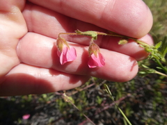 Hermannia heterophylla