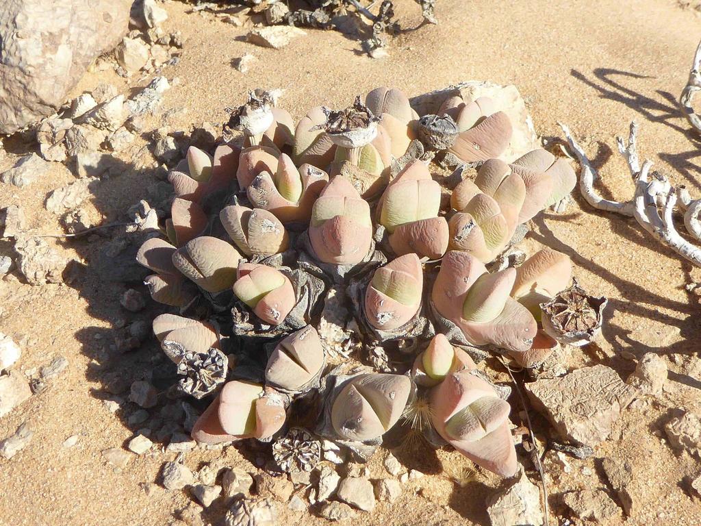 Cheiridopsis pachyphylla Schwantes