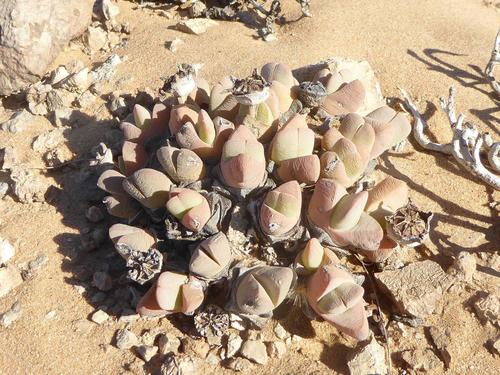 Cheiridopsis brownii