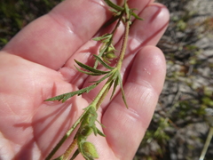 Hermannia heterophylla