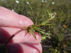 Hermannia heterophylla