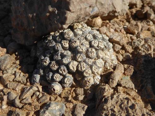 Conophytum saxetanum