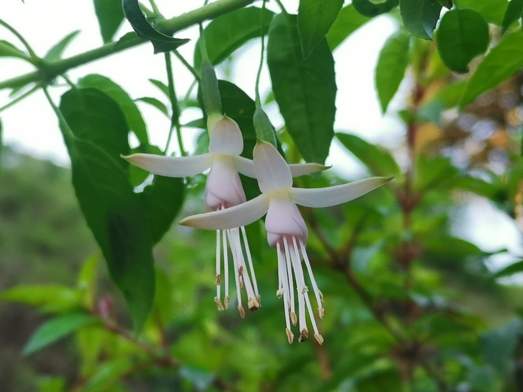 Fuchsia magellanica