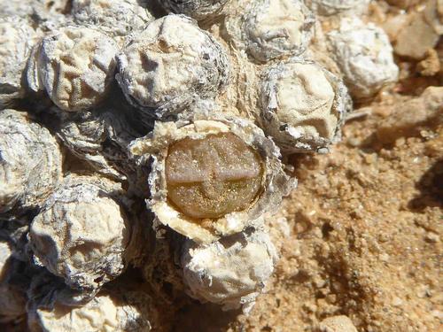 Conophytum saxetanum