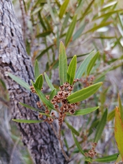 Metrosideros angustifolia