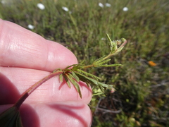 Hermannia heterophylla