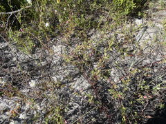 Hermannia heterophylla