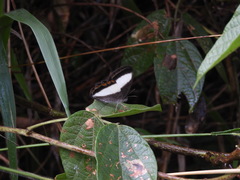 Oressinoma typhla typhla