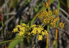 Notobubon ferulaceum