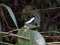 Oressinoma typhla typhla